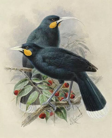 Native Birds of Aotearoa Collection