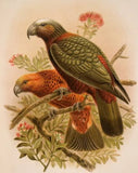 Native Birds of Aotearoa Jacket & Vest | Pre-Orders