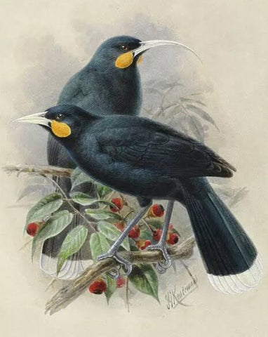 Native Birds of Aotearoa Jacket & Vest | Pre-Orders